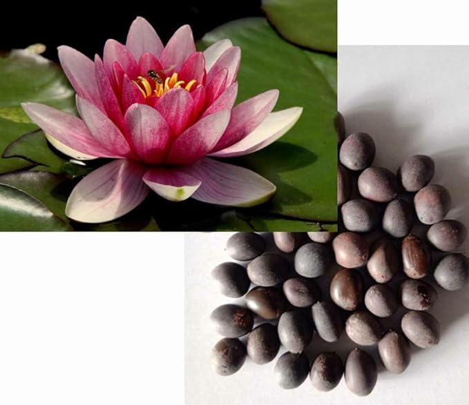 Lotus seeds